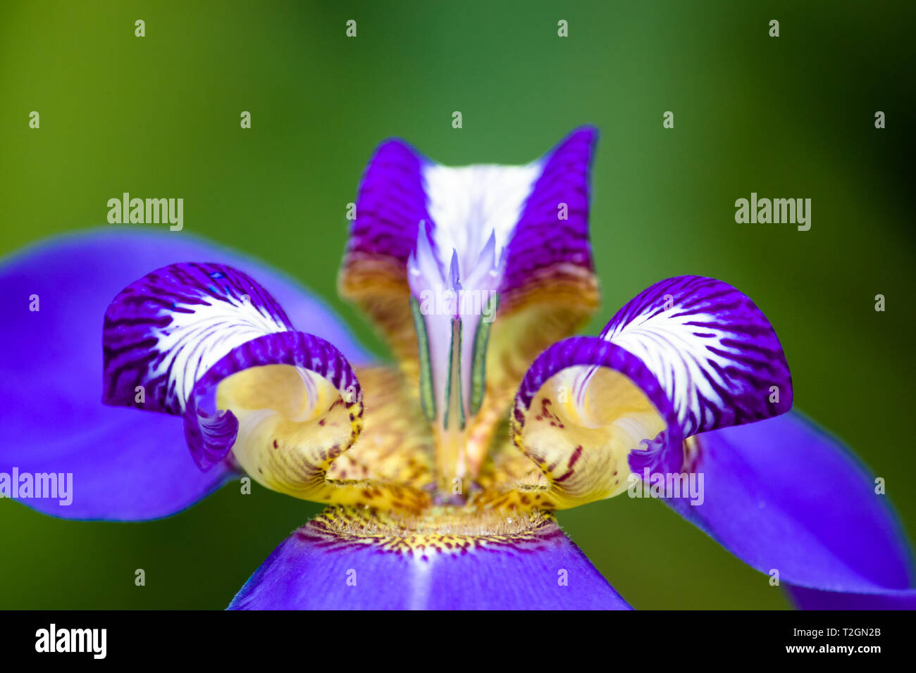 Detail of blue purple Walking Iris (Neomarica caerulea) flower macro isolated on green bokeh background out of focus. Flower with bright colors of blu Stock Photo
