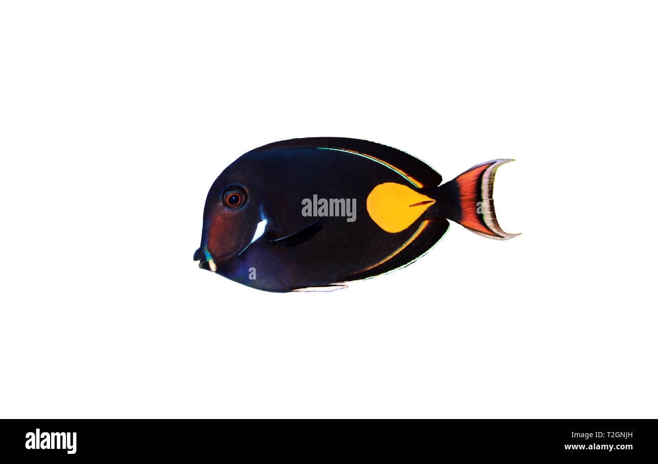 Achilles Surgeon Fish Tang - (Acanthurus achilles) Stock Photo