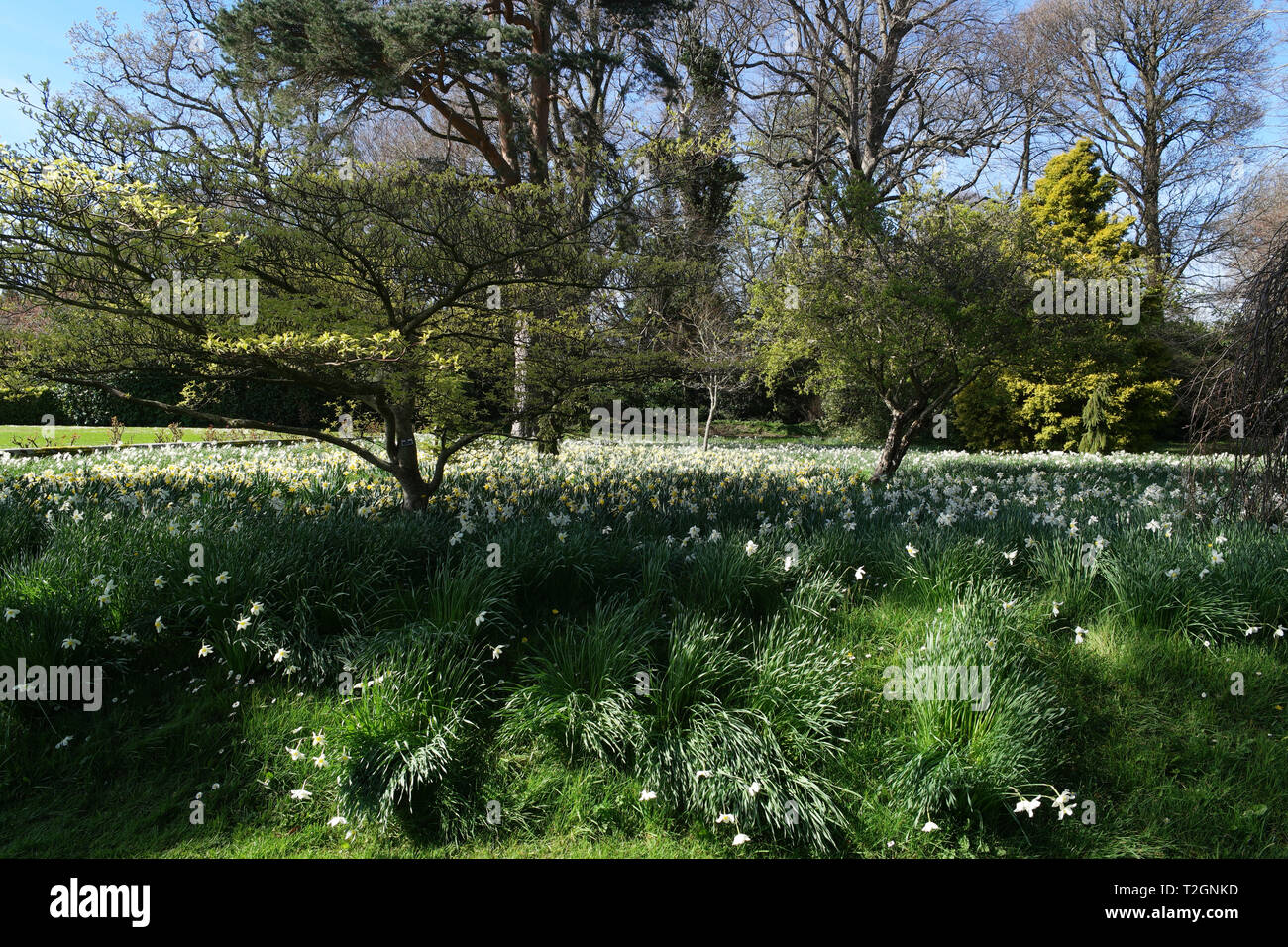 Carpet of blooming daffodils under trees in park during spring season. Stock Photo