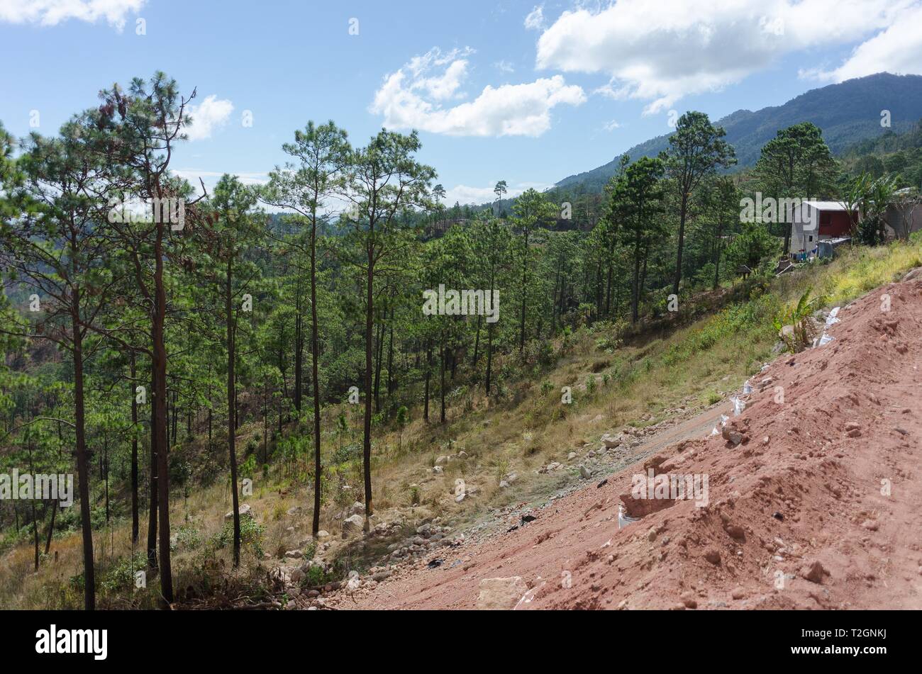 Honduras pine hi-res stock photography and images - Alamy