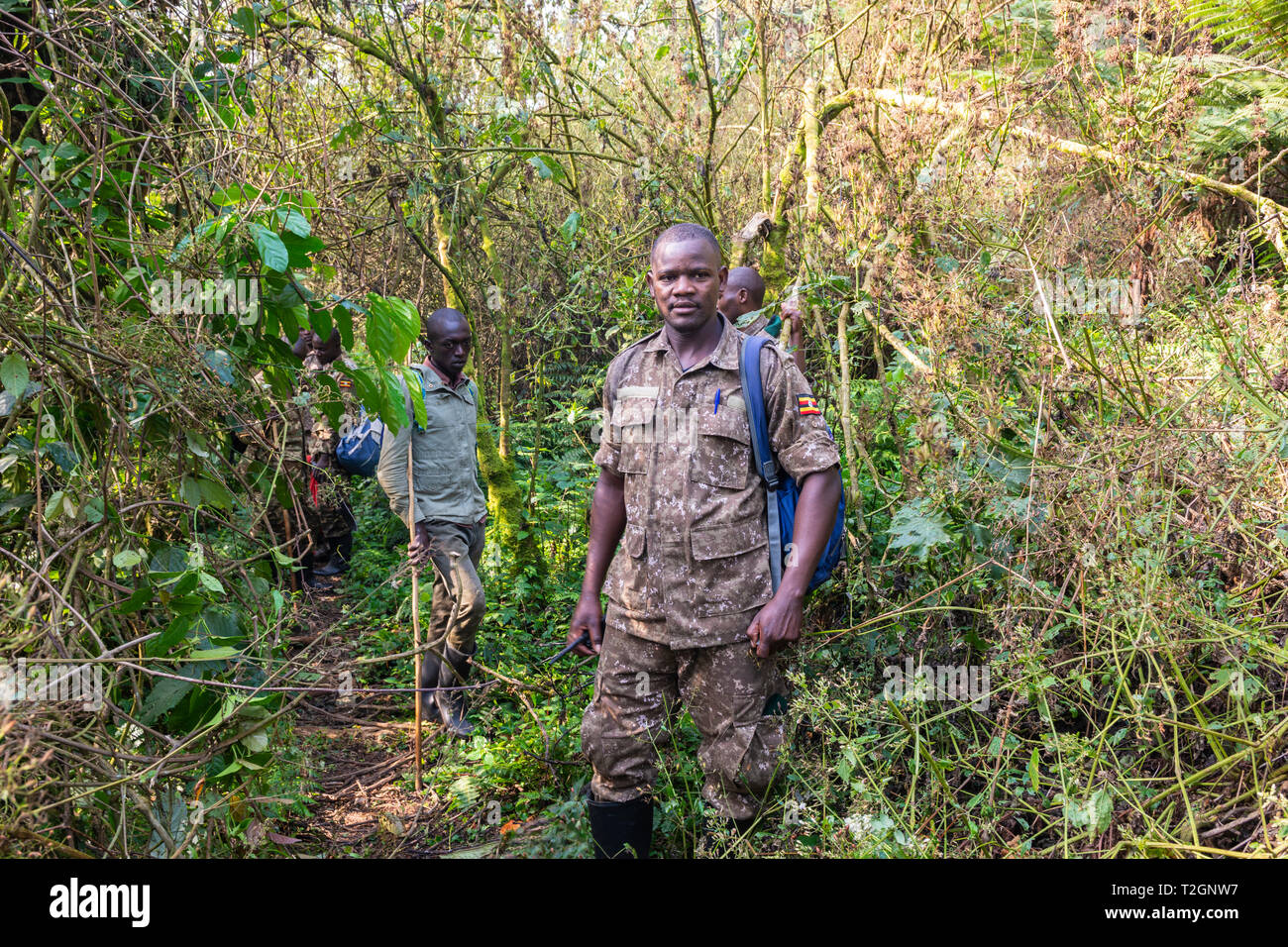 Ugandan guide and trackers on the trail of mountain gorillas in Bwindi Impenetrable Forest National Park in South West Uganda, East Africa Stock Photo