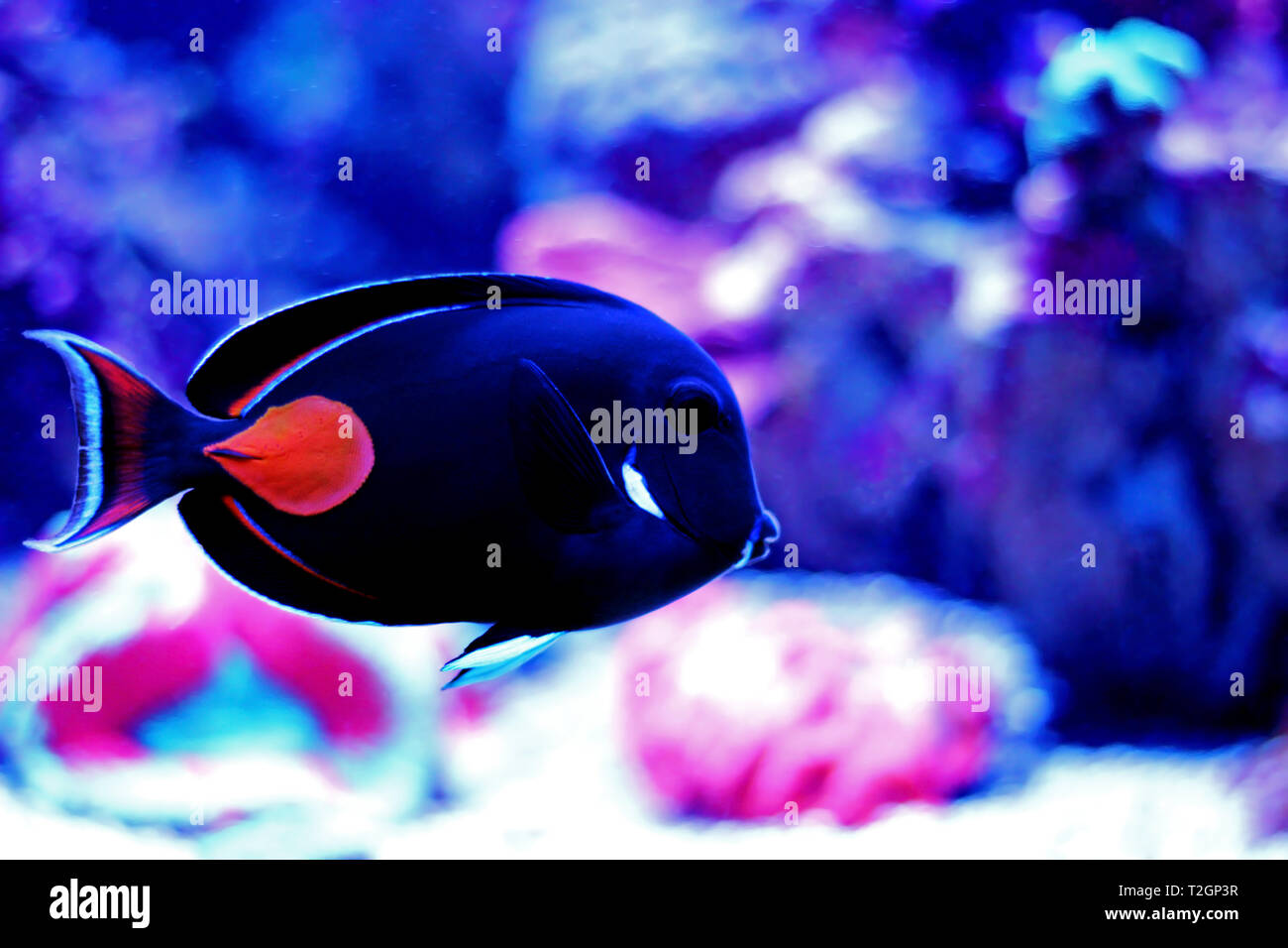 Achilles Surgeon Fish Tang - (Acanthurus achilles) Stock Photo