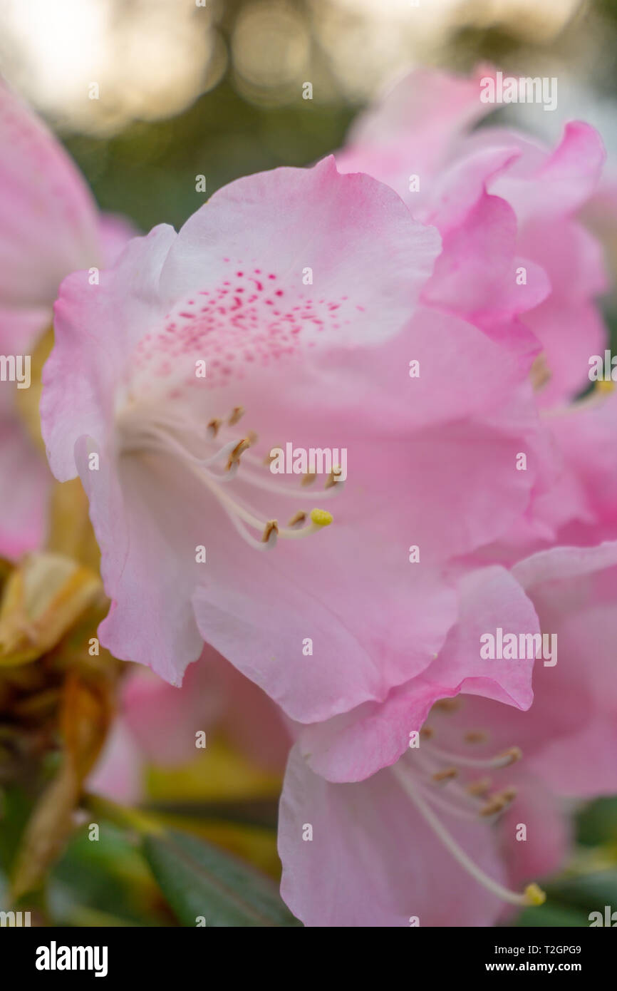 Close-up of a blossoming pink Rhododendron (Ericaceae) in Spring. View of a flowering Rhododendron hirsutum Flower. Stock Photo