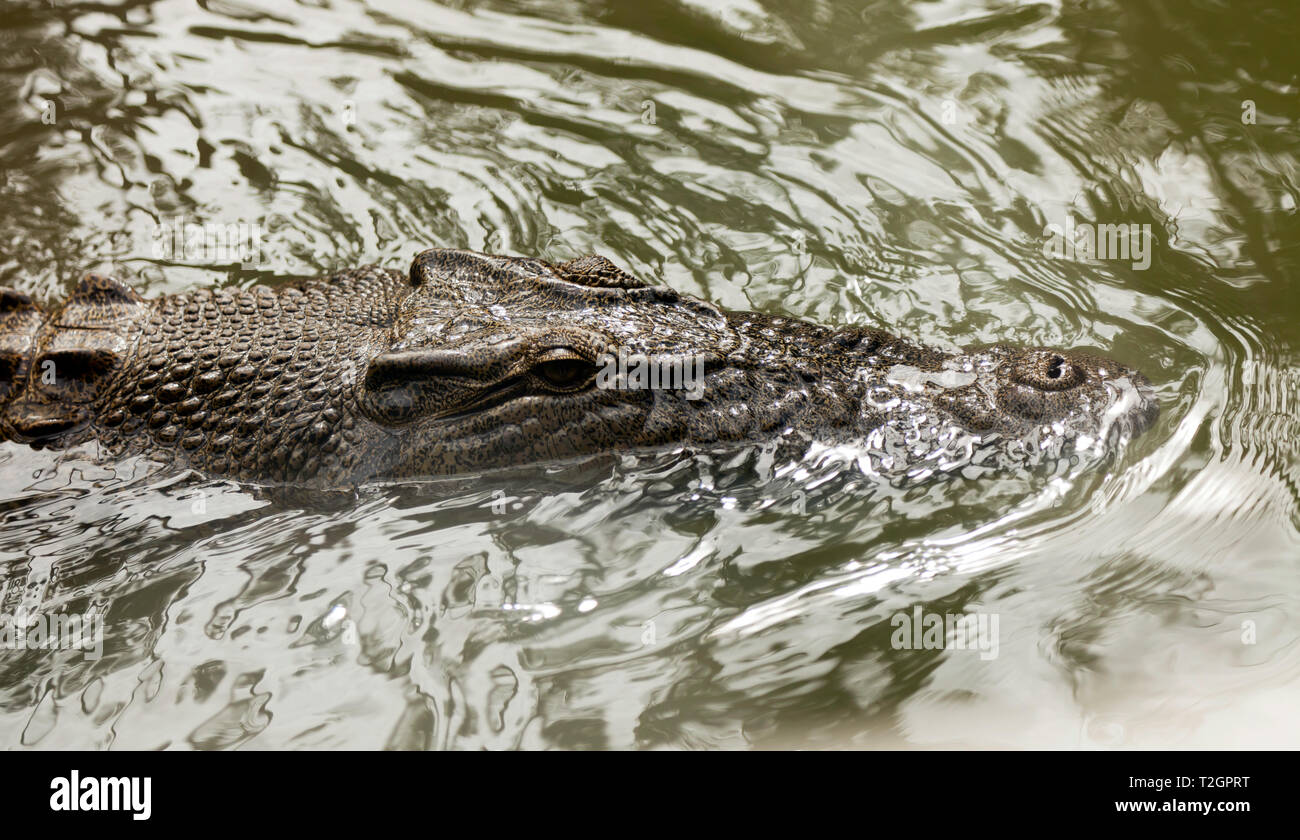 Close-up of a Crocodile swimming in the  Lagoon at Hartley's Crocodile Adventures, Captain Cook Highway, Wangetti, Queensland, Australia. Stock Photo