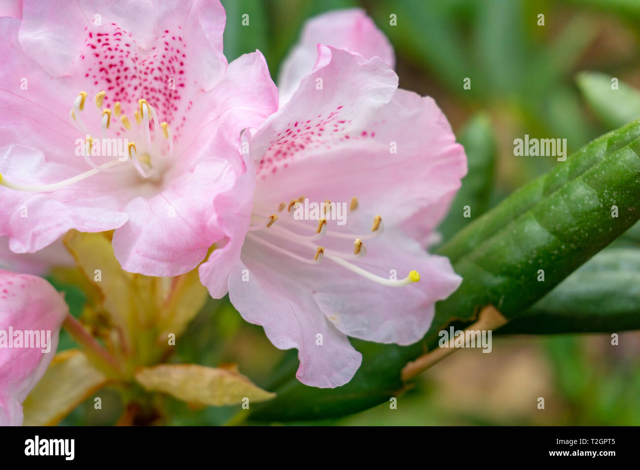 Close-up of a blossoming pink Rhododendron (Ericaceae) in Spring. View of a flowering Rhododendron hirsutum Flower. Stock Photo