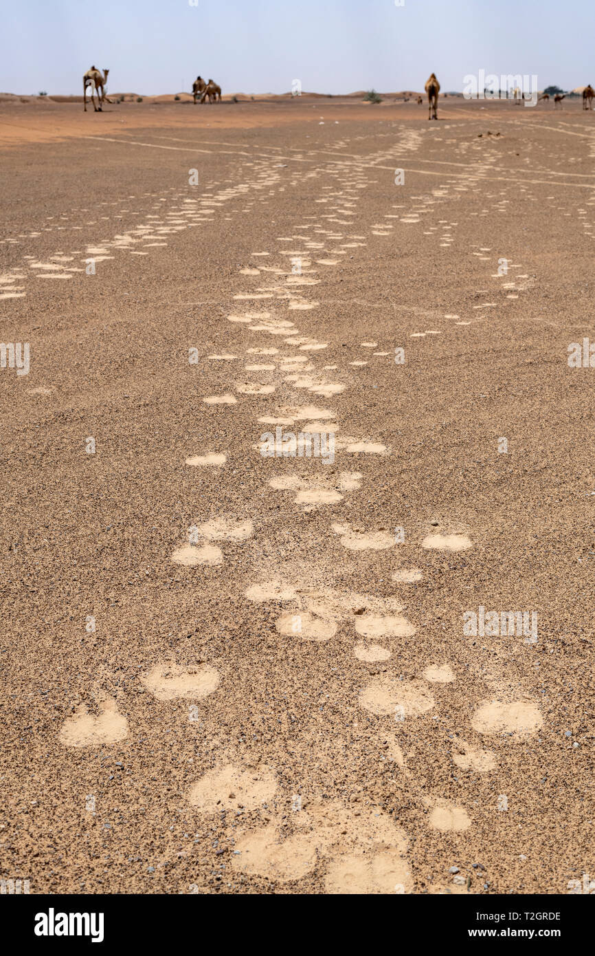 Camels footprint in the desert of red sand Stock Photo