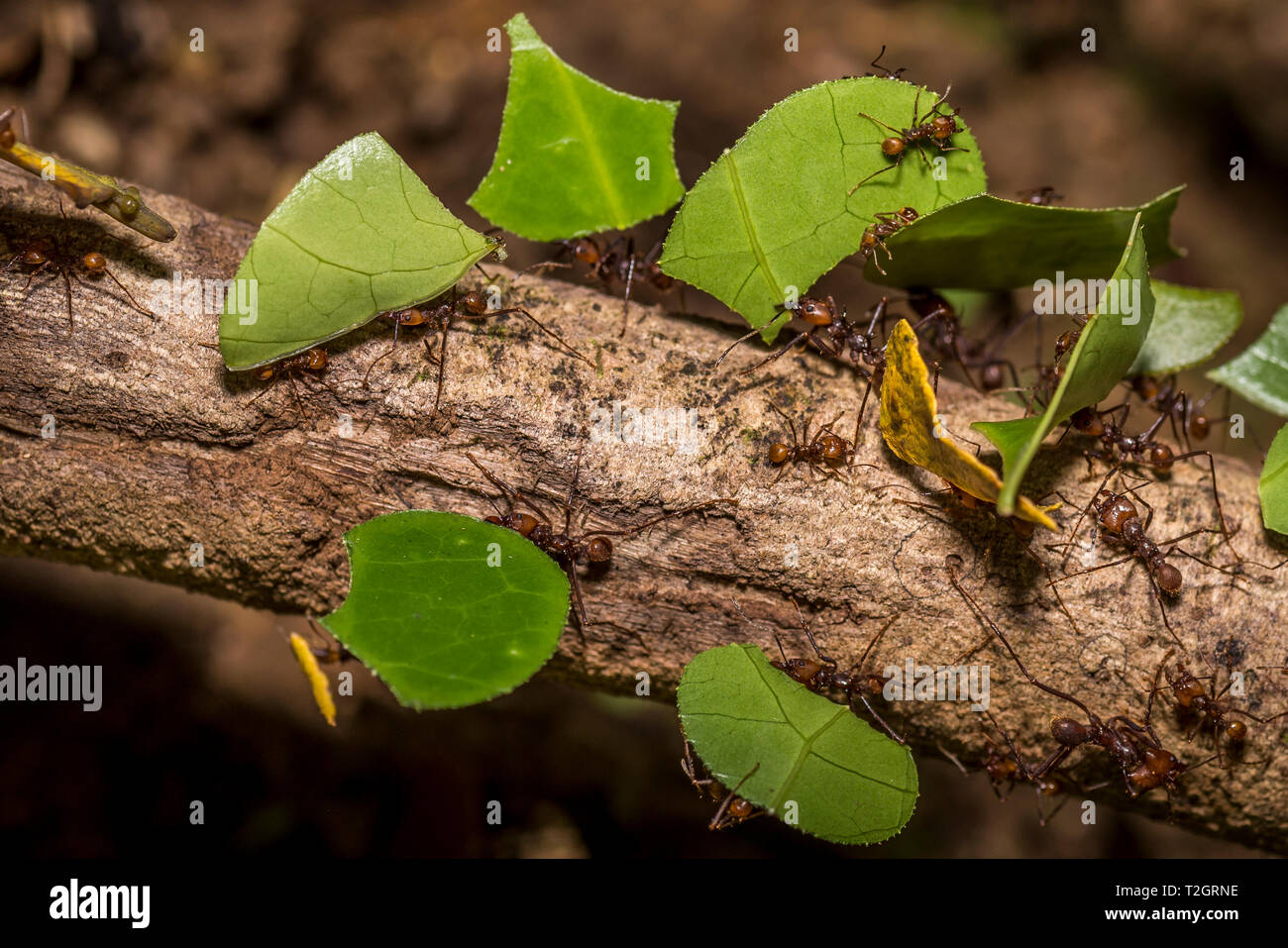 Group of leaf eater ants in Panamas rain forest Stock Photo