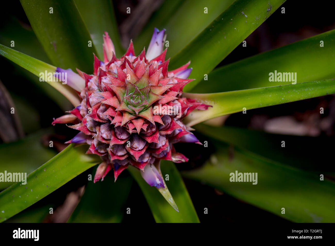 Pineapple with flowers Stock Photo Alamy