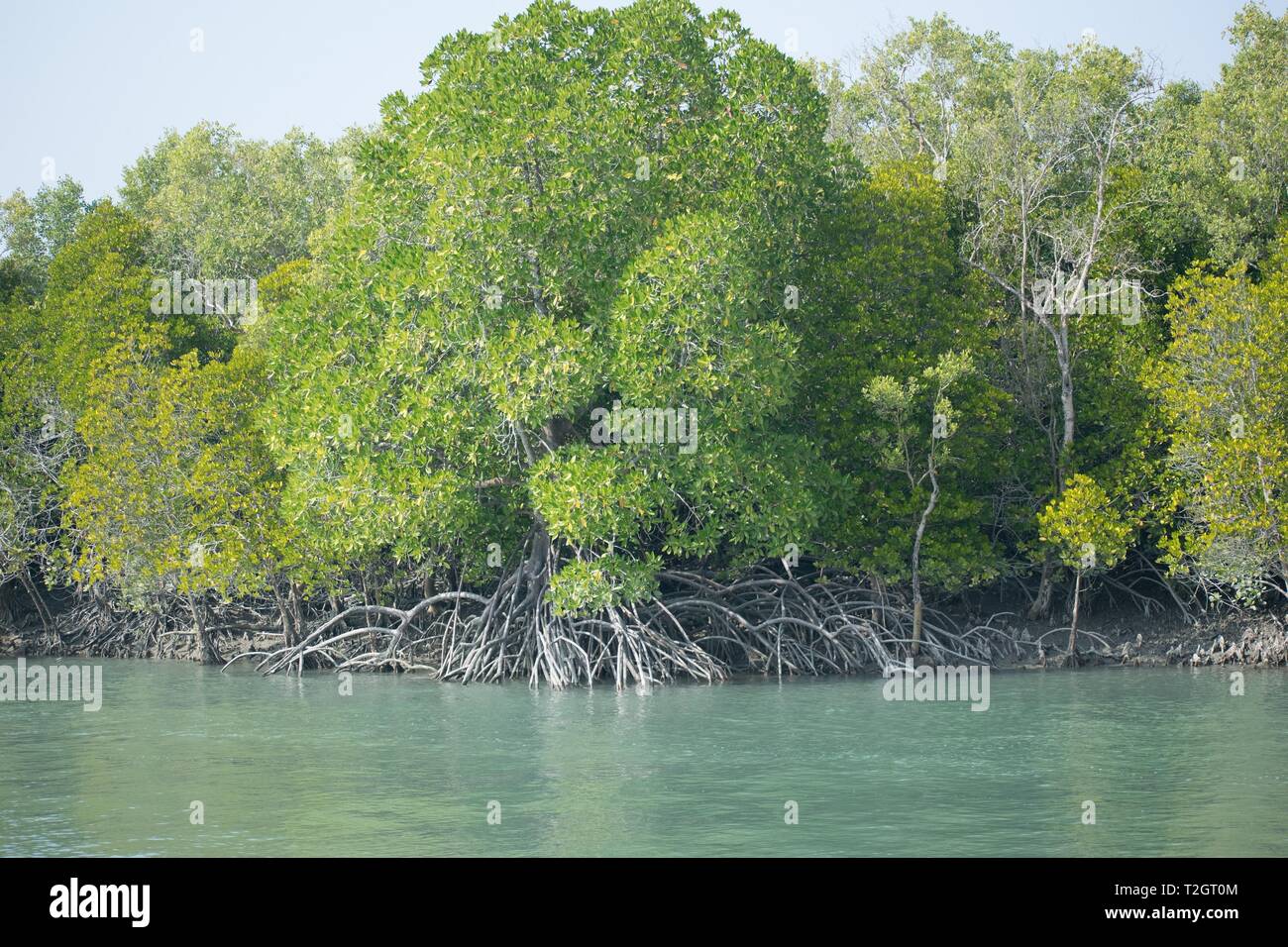 Beautiful view of Mangrove trees in delta of Sundarban. Stock Photo
