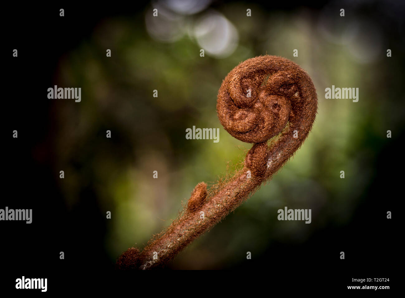 Fern rolled up growing in the rain forest Stock Photo