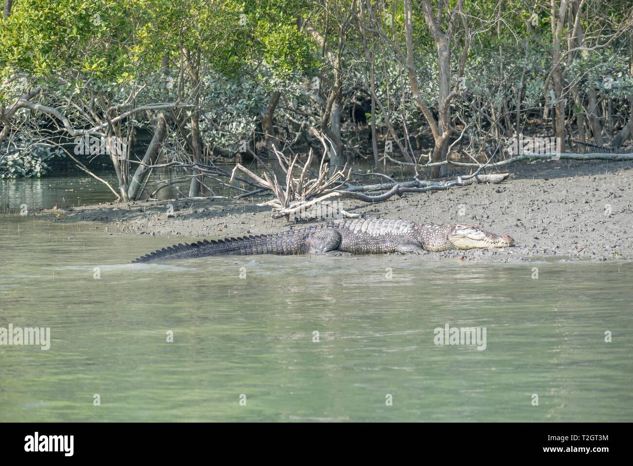 Subadult crocodile sunbathing in Sundarban along riverside. Stock Photo