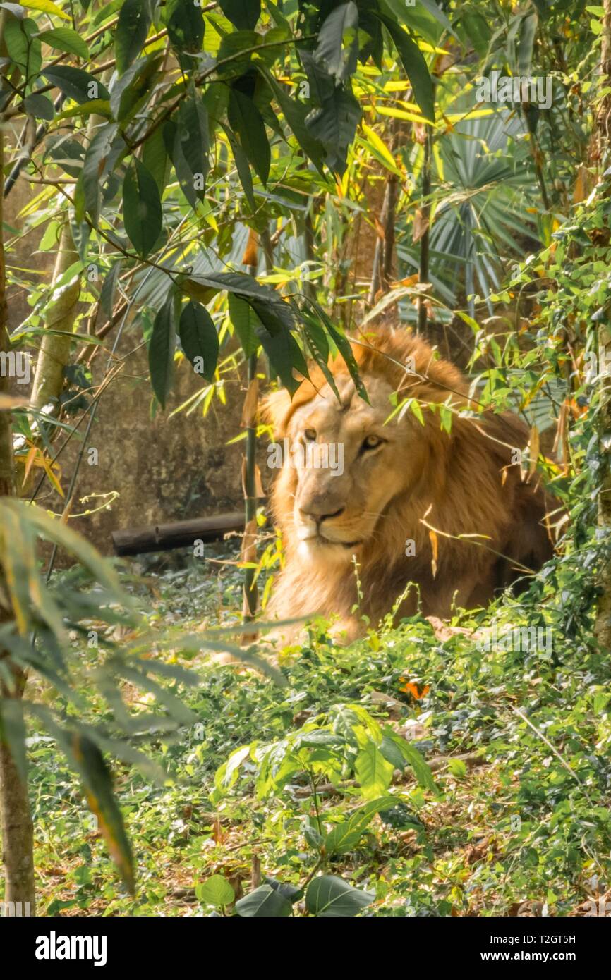 Beautiful roaring lion hi-res stock photography and images - Alamy
