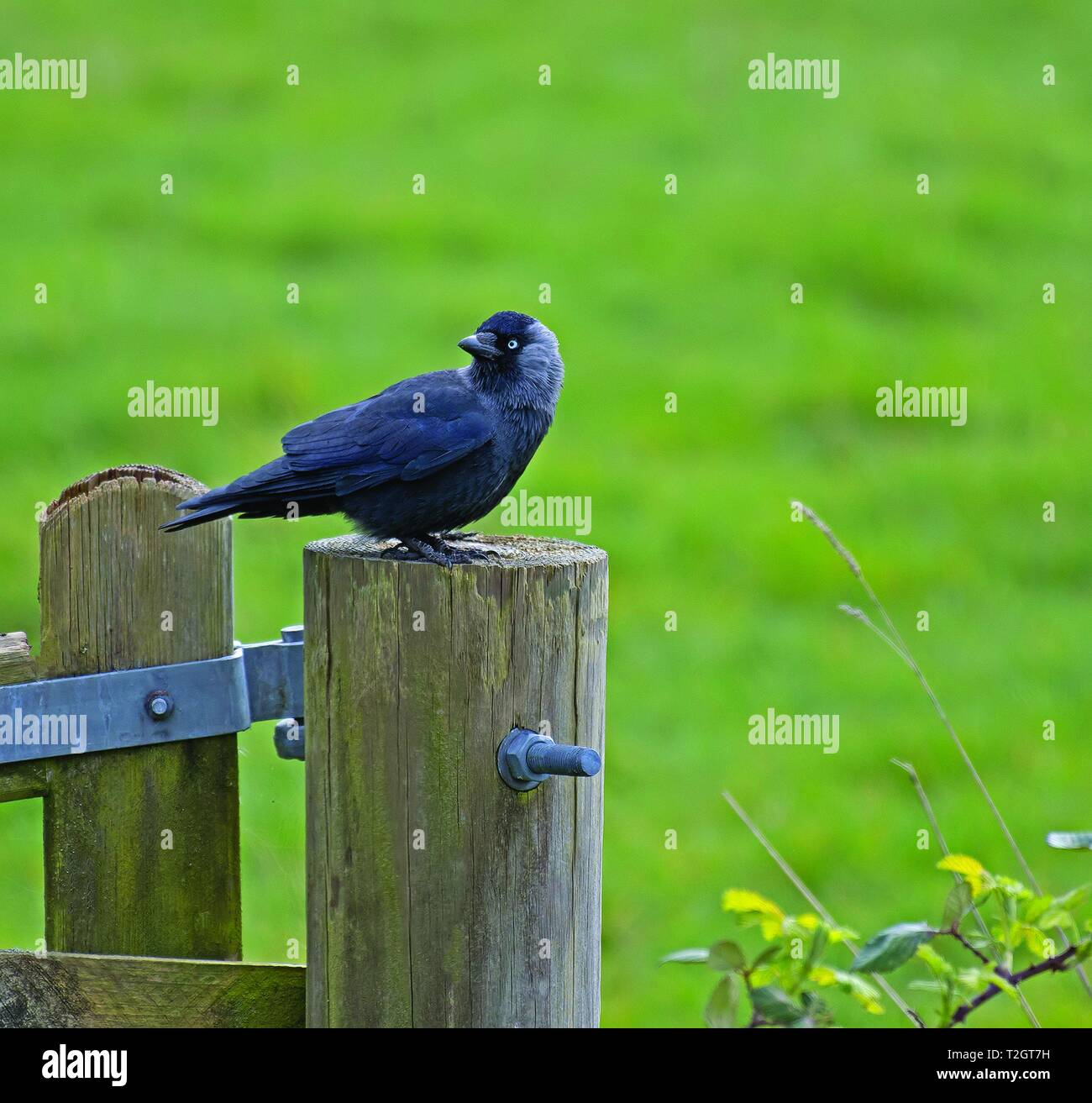 Jackdaw, Corvus, monedula Stock Photo Alamy