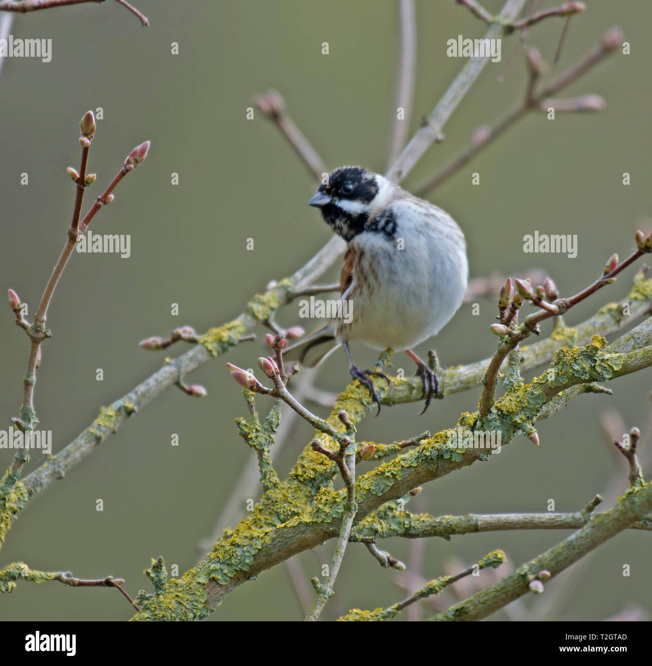 Reed Bunting At Martin Mere, Rufford Stock Photo