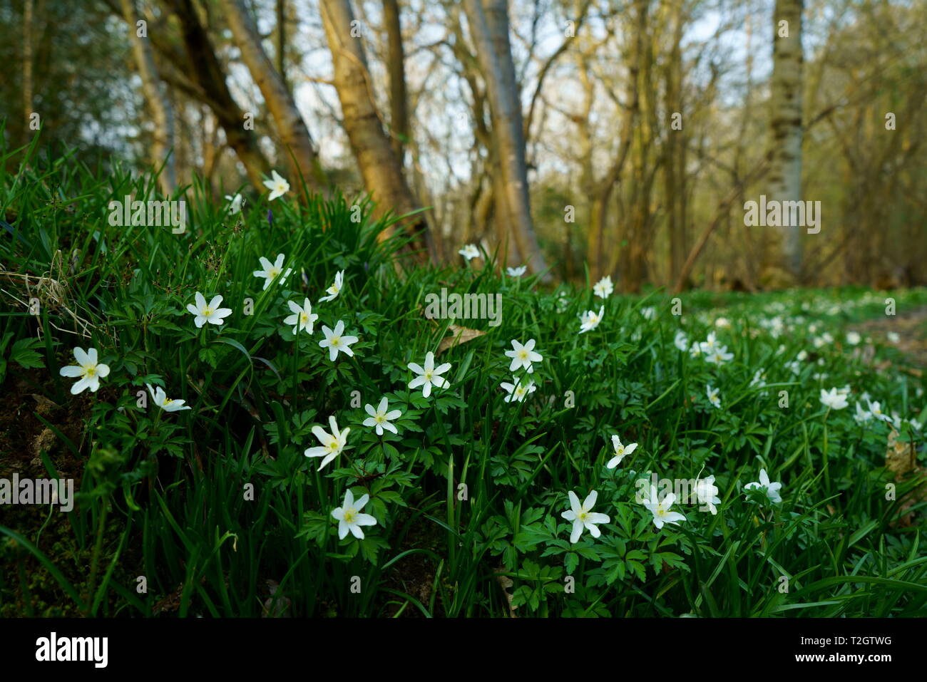 Wood Anemone flowering Stock Photo Alamy