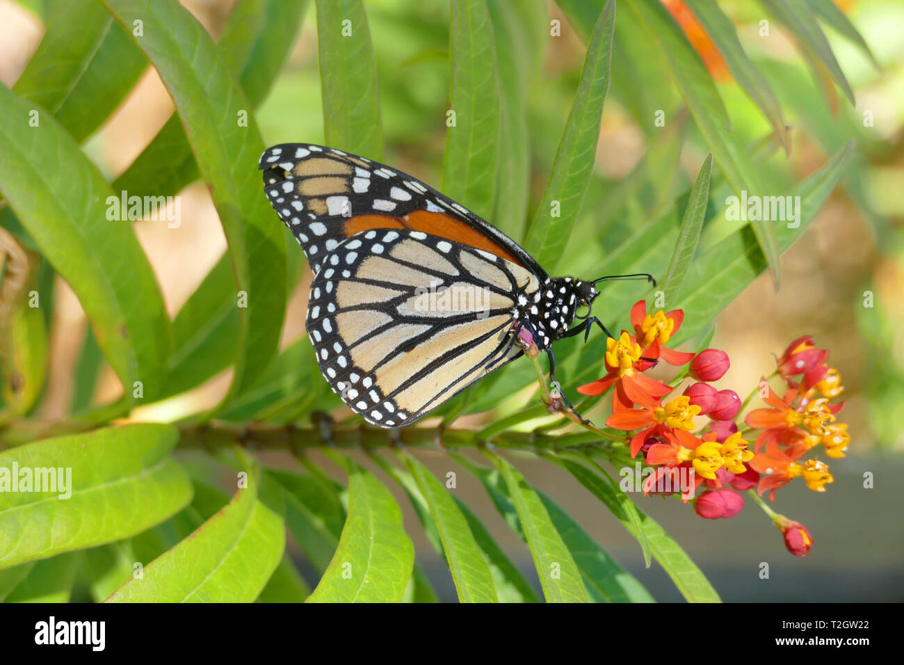 Nice colorful butterfly looking for nectar on a blossom Stock Photo