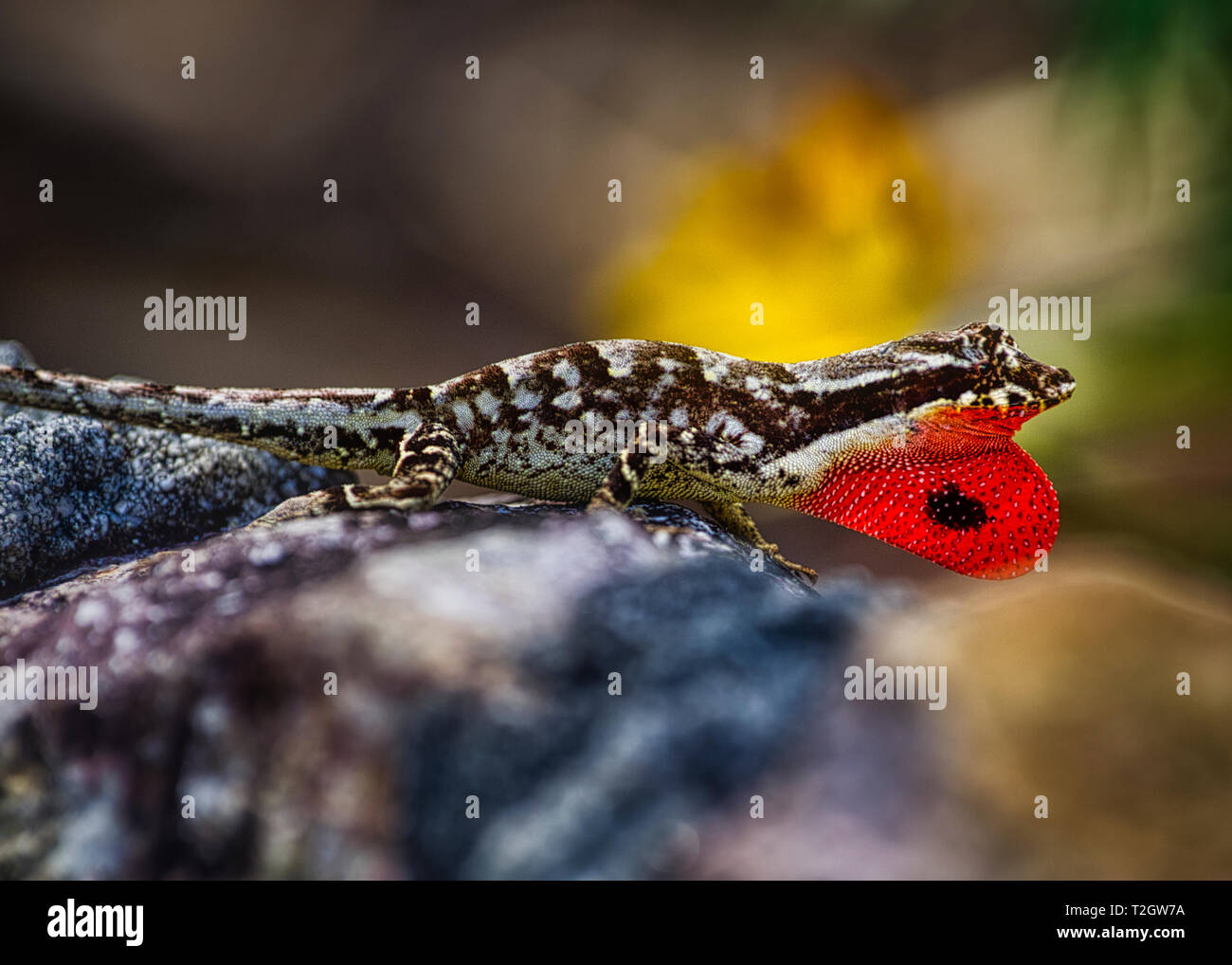 Lizard  with big red dewalp Stock Photo