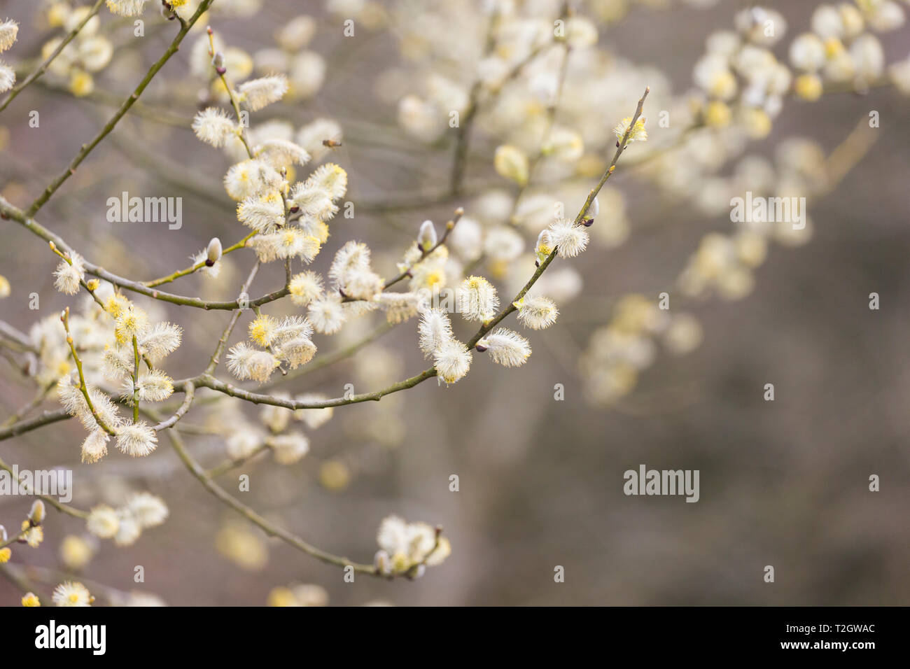 Willow Catkins in spring Stock Photo