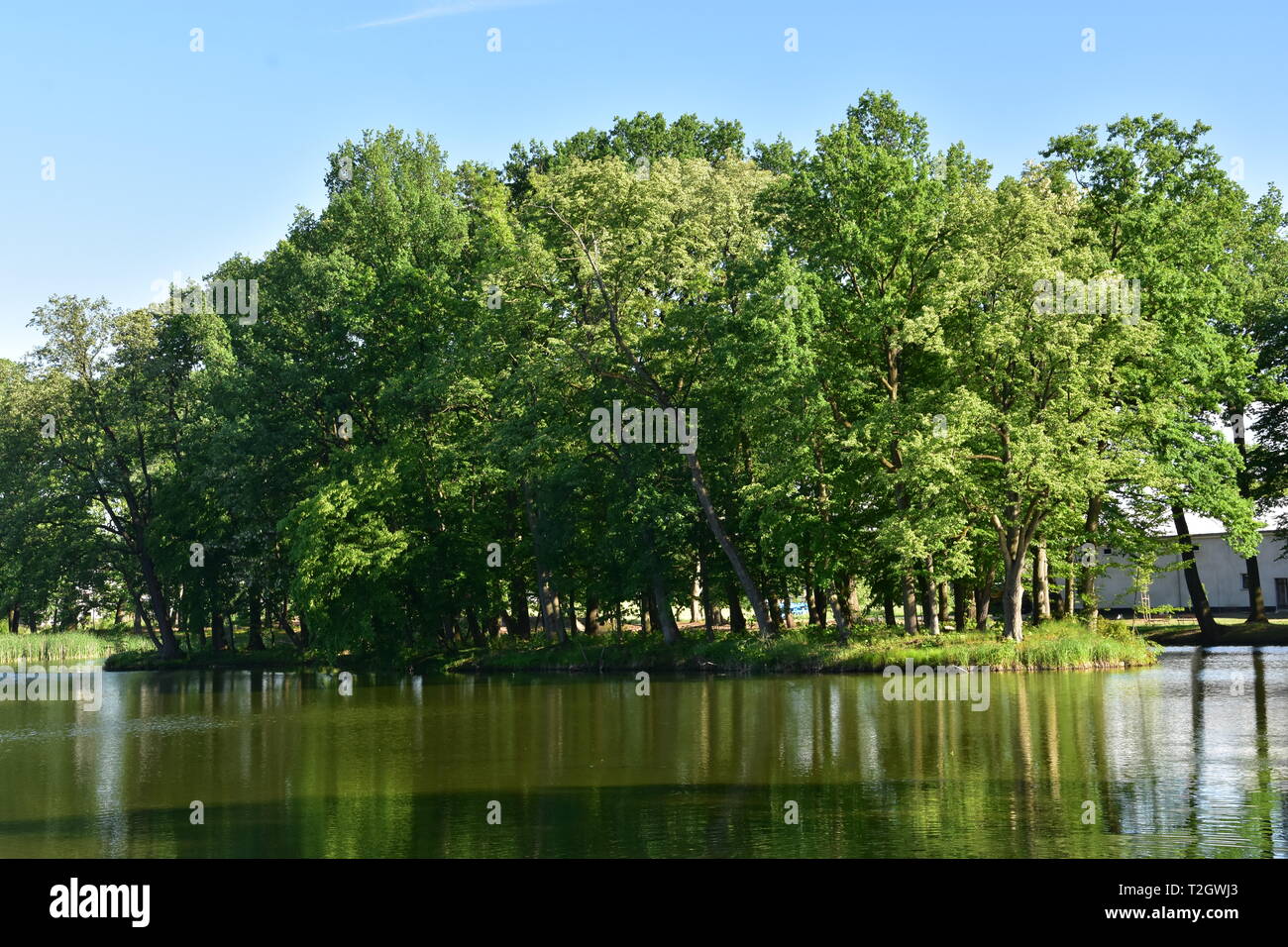 Forrest in Opole Stock Photo