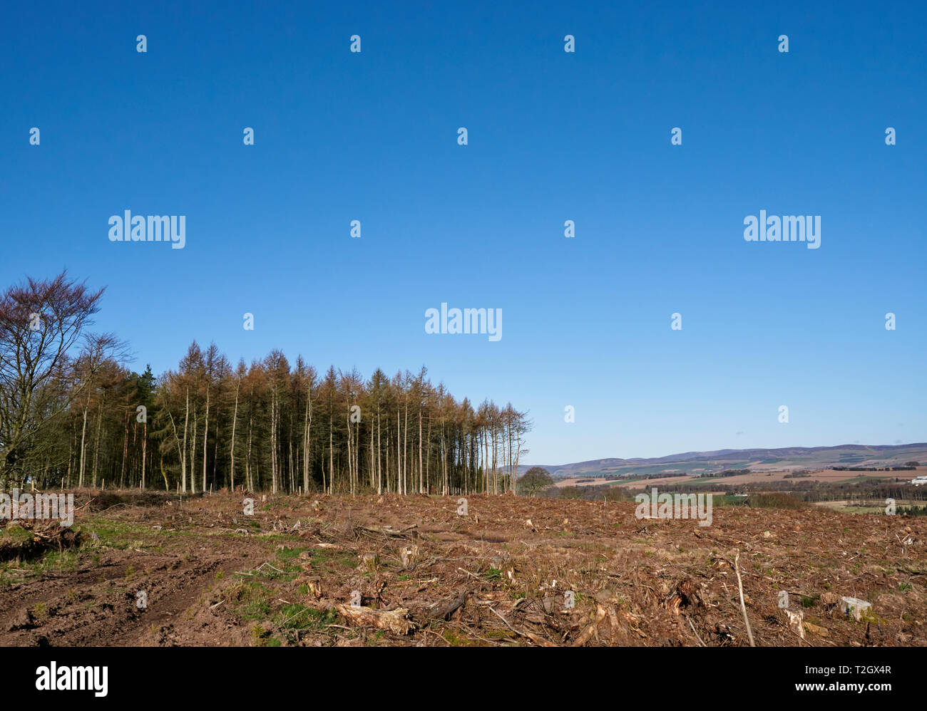 Tree Felling operations above Brechin in the Angus Countryside, where Mixed woodland is being cleared creating disturbed ground. Scotland. Stock Photo
