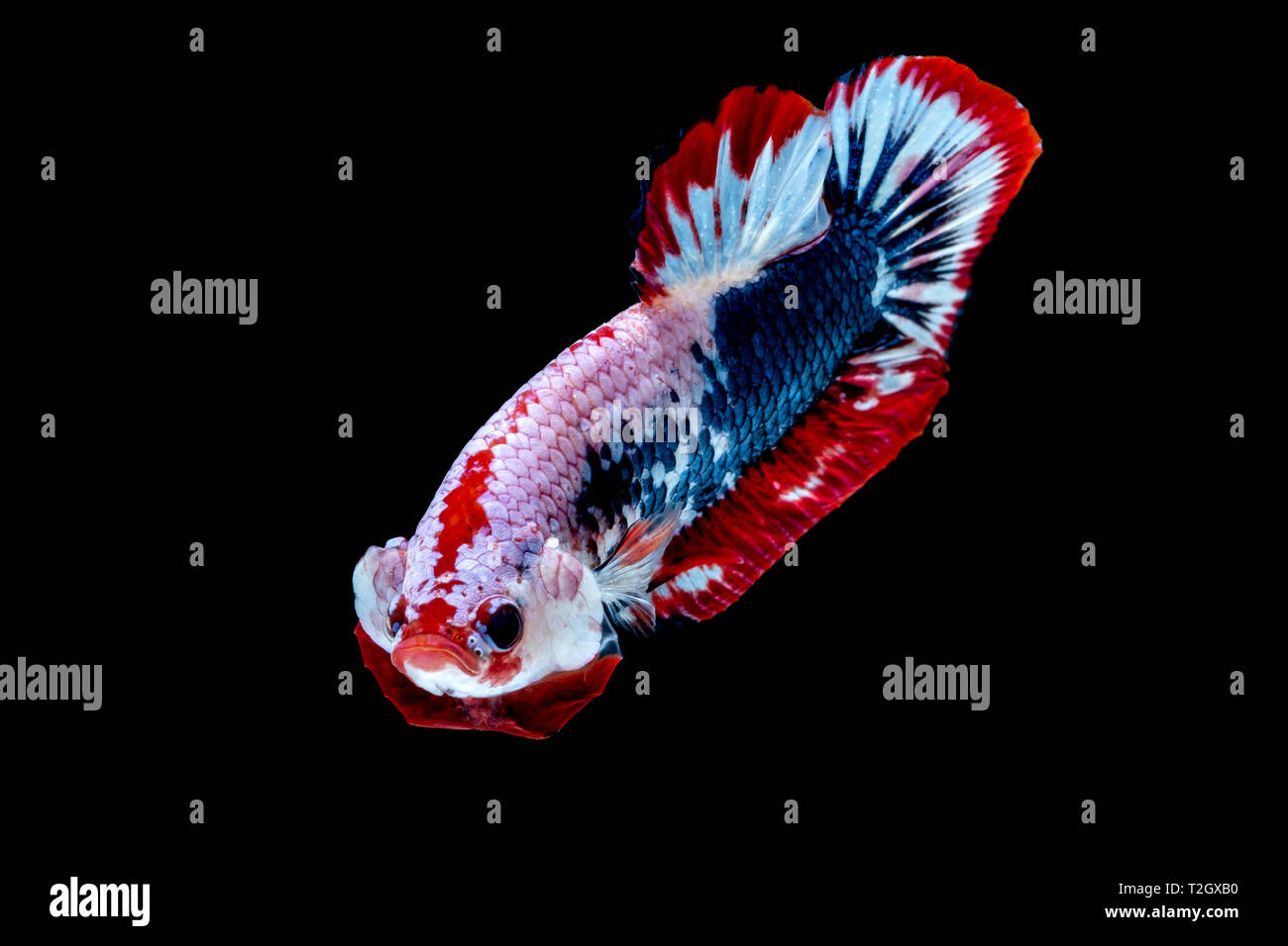Betta fish color National flag in the aquarium Stock Photo Alamy