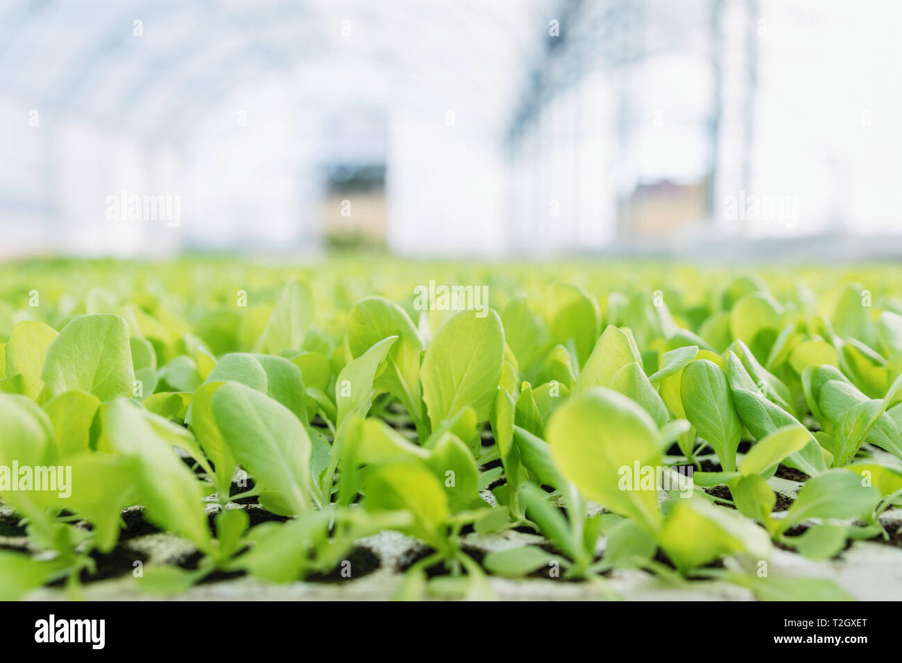 Lettuce seedlings, Green lettuce plants vegetable background. Lettuce