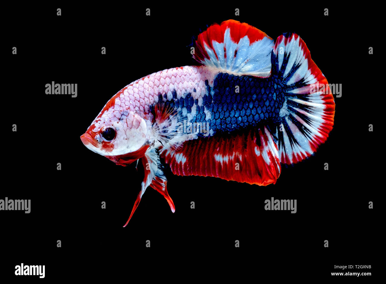 Betta fish color National flag in the aquarium Stock Photo Alamy