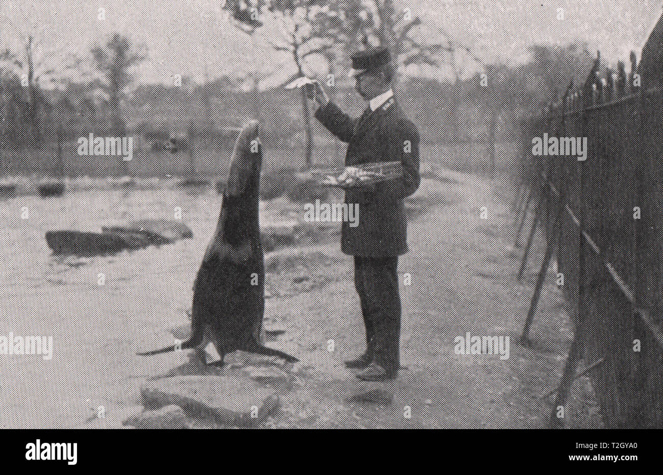 Zoological Gardens : Feeding The Seals Stock Photo