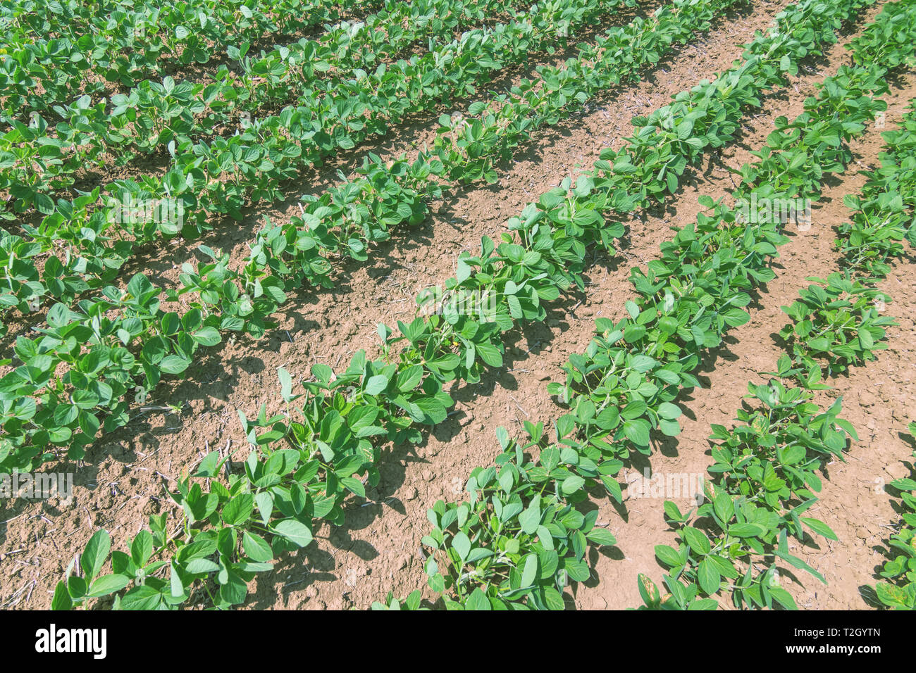 Young soybean crop usa hi-res stock photography and images - Alamy
