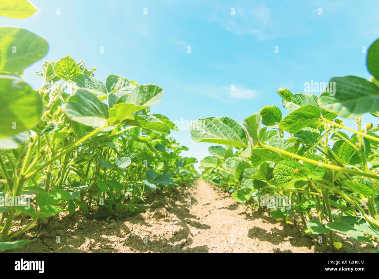 Large soybean field hi-res stock photography and images - Alamy