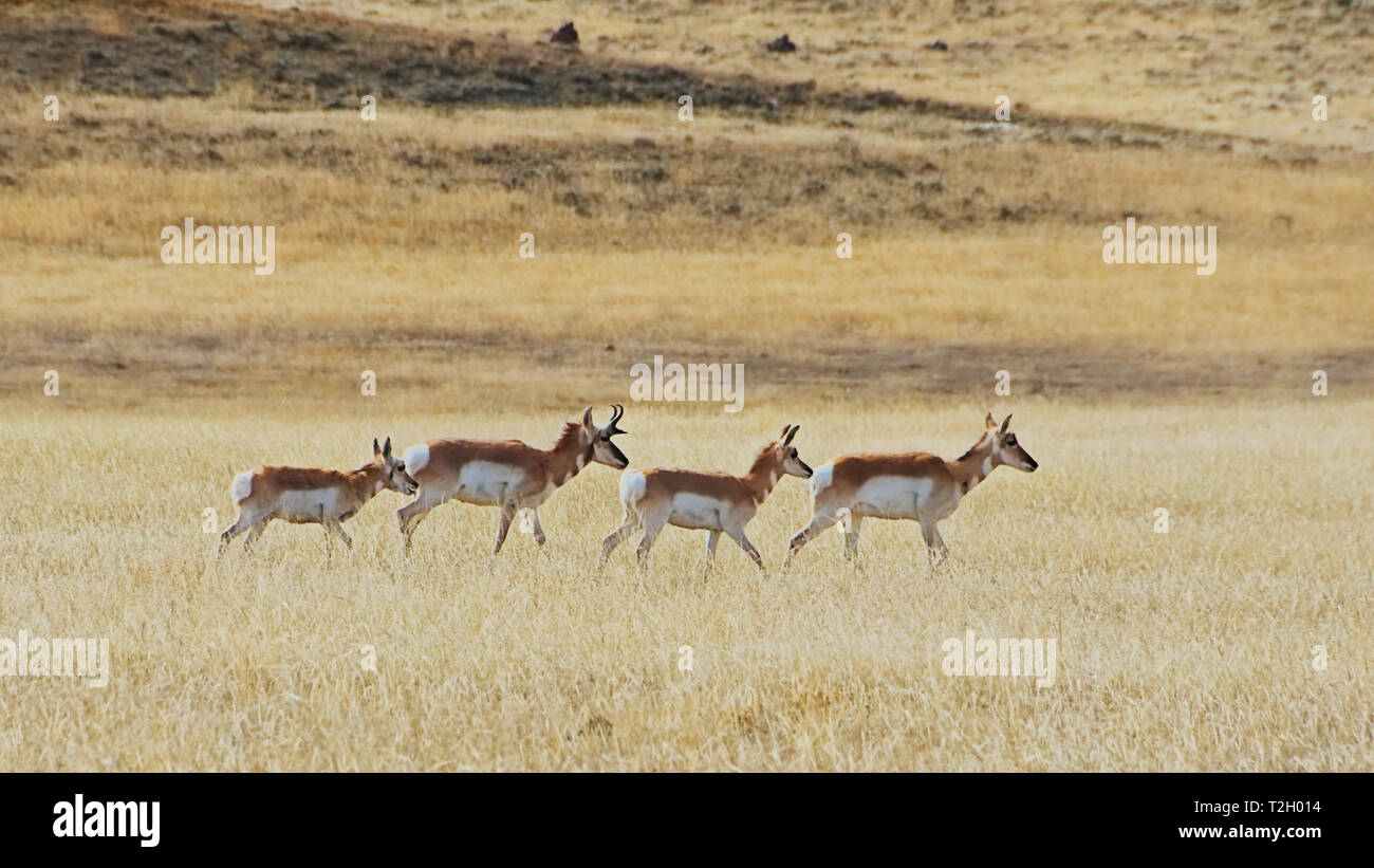 Wild Pronghorn (Antilocapra americana) roaming through the American Great Plains in Wyoming. Stock Photo