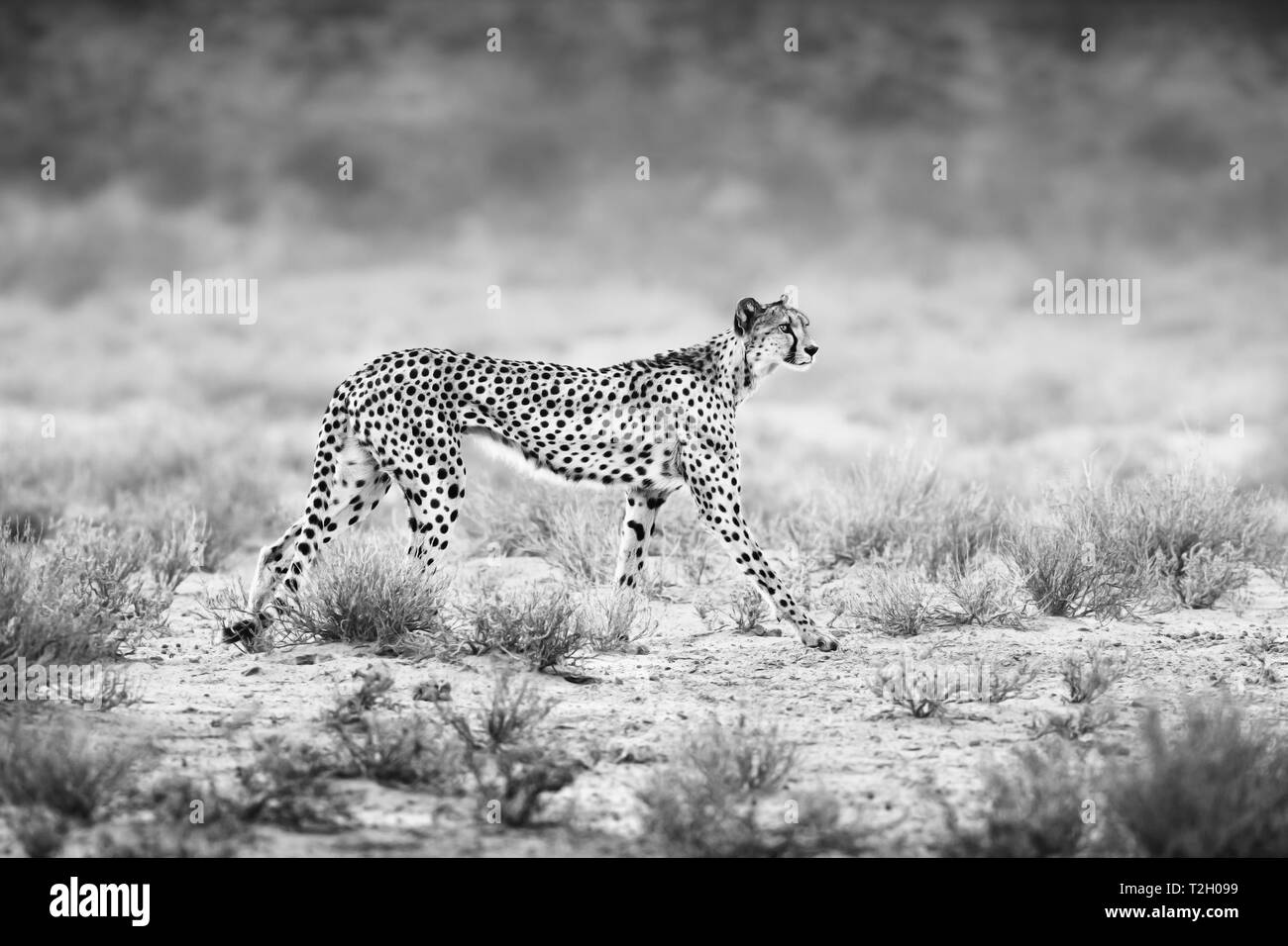 Female cheetah slowly stalking potential prey early in the morning to feed its young. Black and white. Acinonyx jubatus Stock Photo