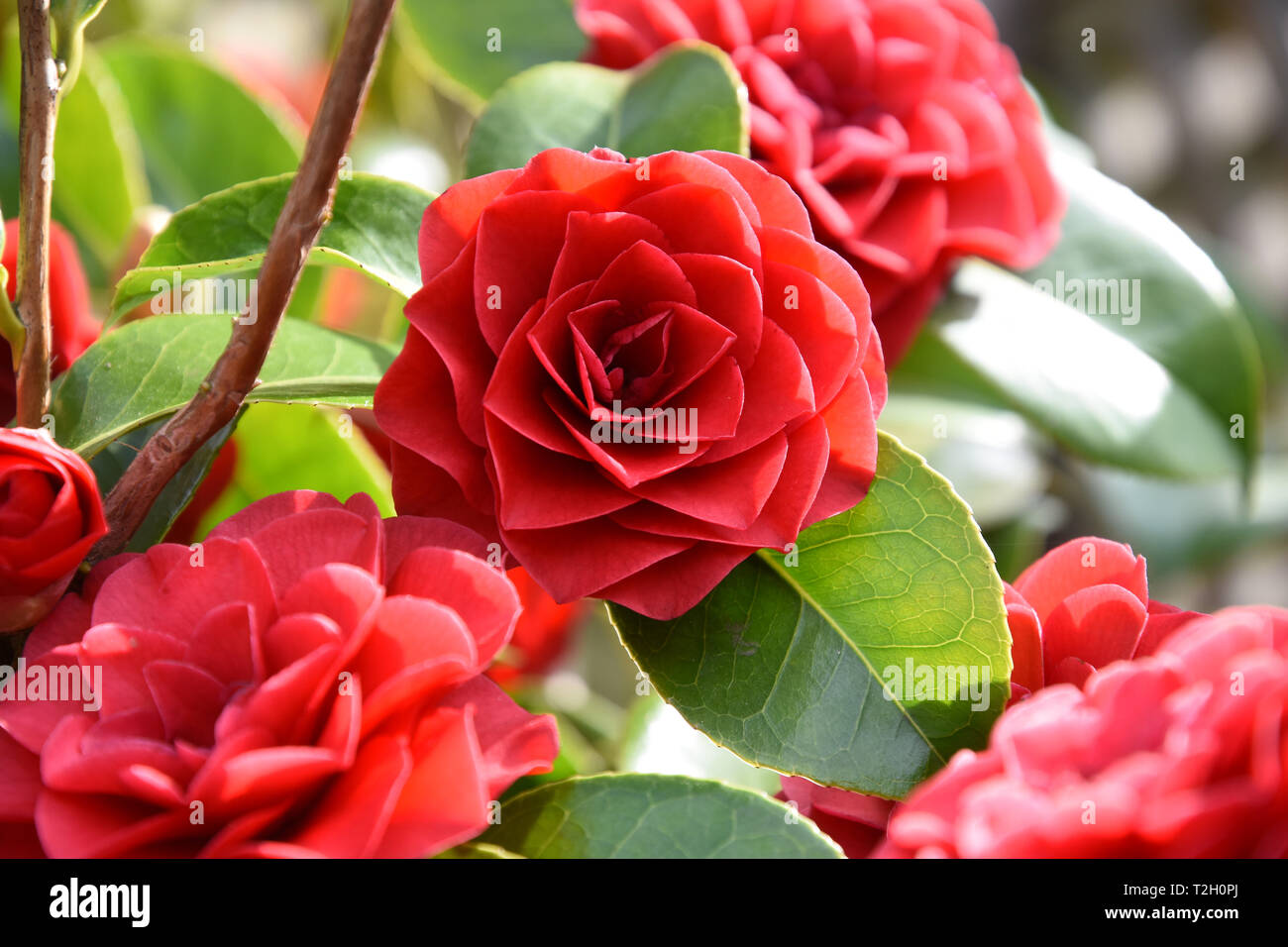 Camellia blooms (family Theaceae) Stock Photo
