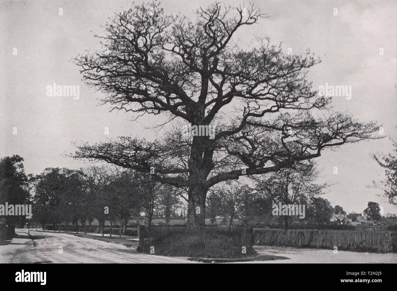 Rillington Tree Oak Tree, The Centre of England, Lillington Stock Photo - Alamy