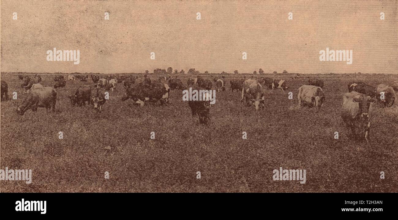 Dairy cows feeding on Alfalfa Stock Photo - Alamy