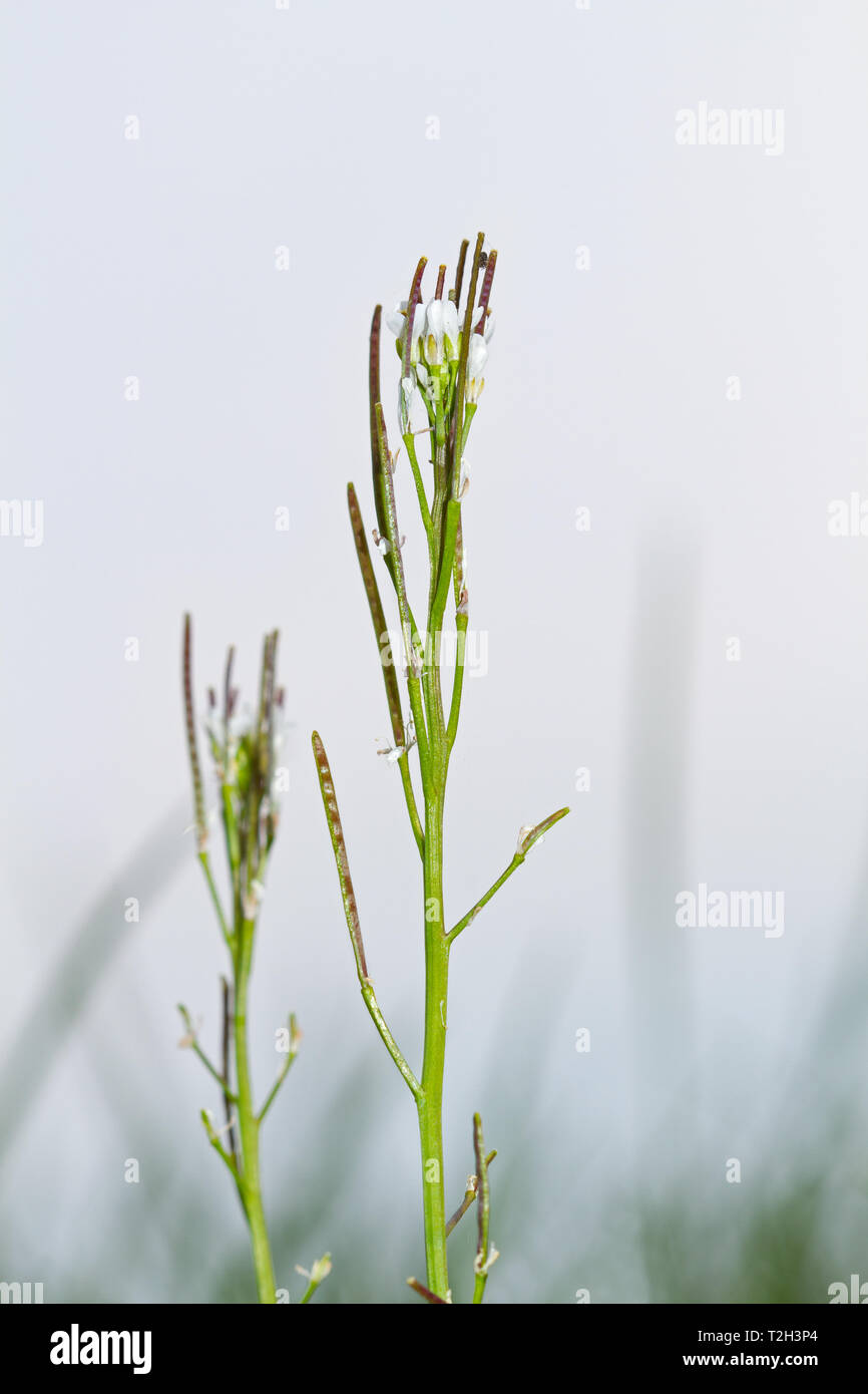 Flowers and seeds of Hairy bittercress, Cardamine hirsuta, a small edible herb. Stock Photo