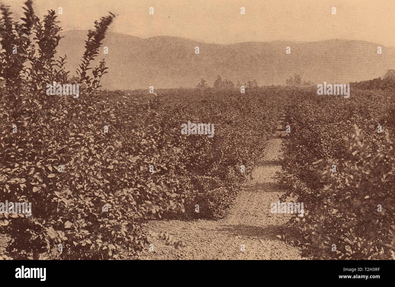 Vintage lemon grove hires stock photography and images Alamy