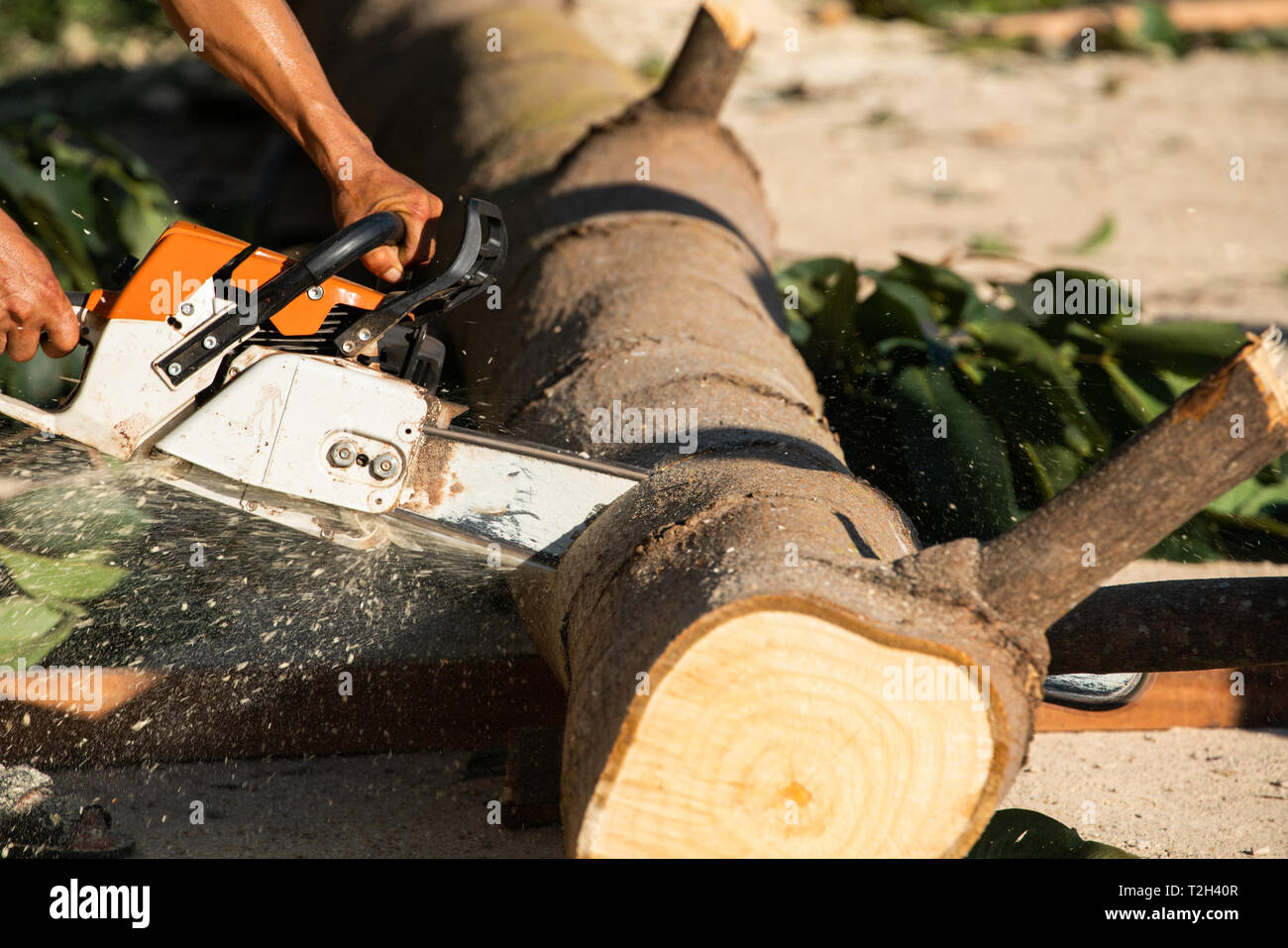 Cutting log hi-res stock photography and images - Alamy