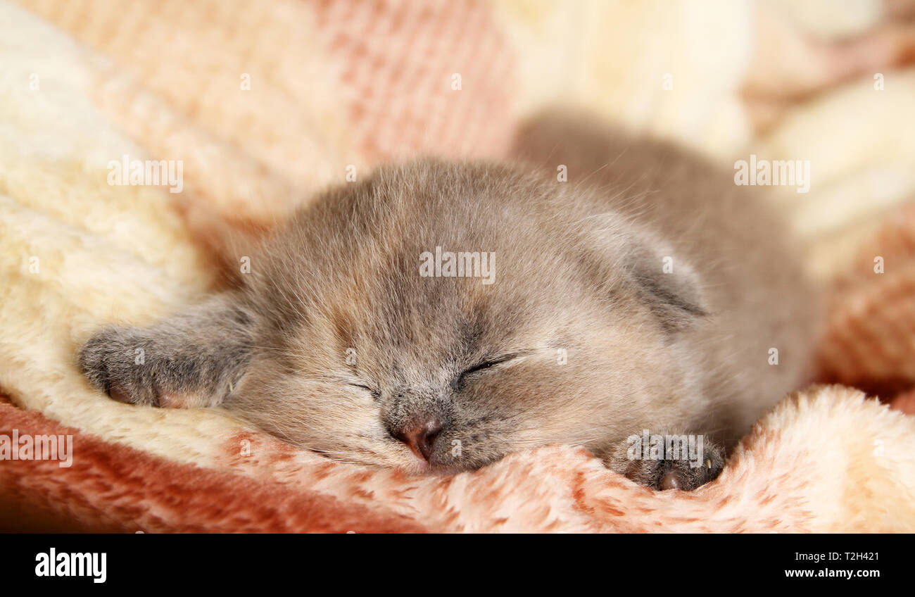 Little kitten sleeping on a blanket. Scottish kitten Stock Photo