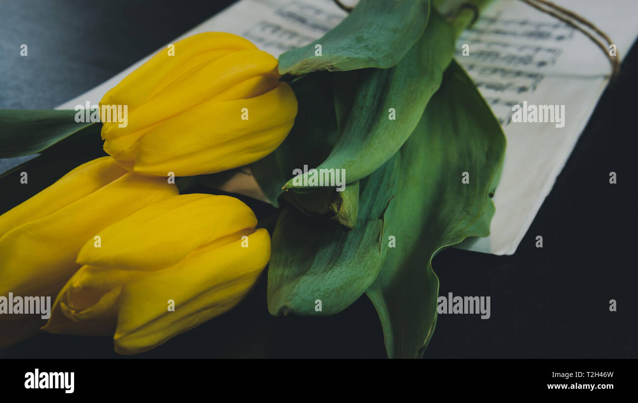 Tulip flower on a sheet of old musical notes on the dlack background ...