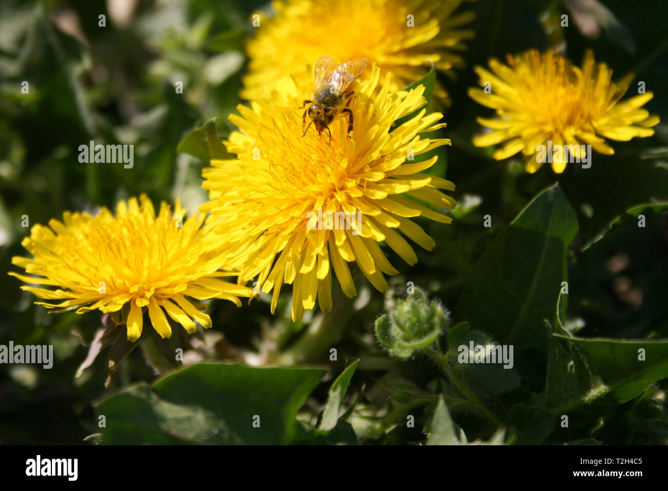 Close-up of bee pollinating yellow flower, dandelion in a green grass field in spring Stock Photo