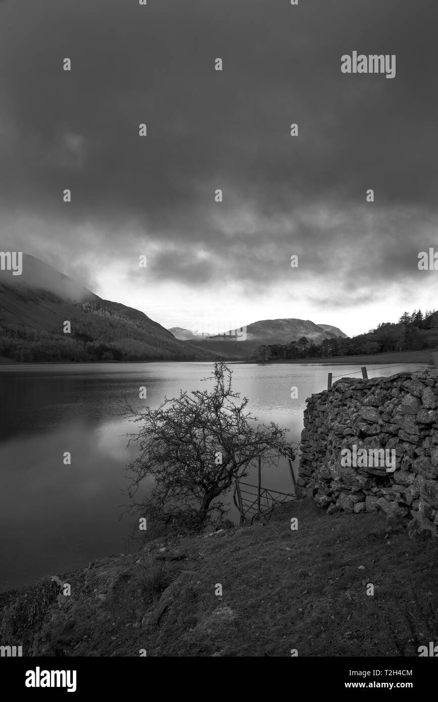 The Black and White image of a wall and tree is taken at Crummock Water. Crummock Water is located in the Lake District National Park in the County of Stock Photo