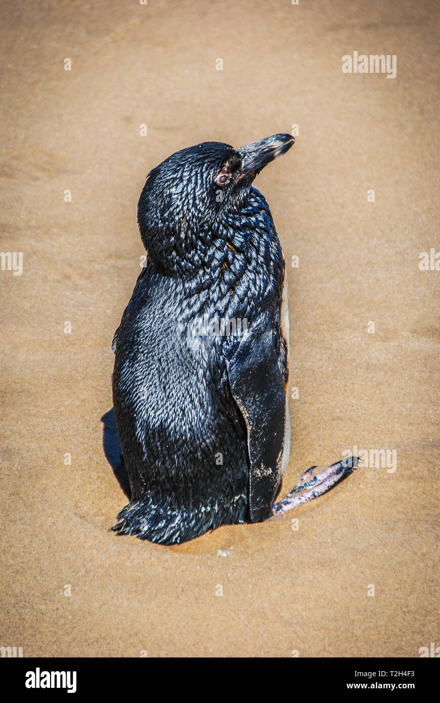 Oiled penguin near Walvis Bay in Namibia Stock Photo