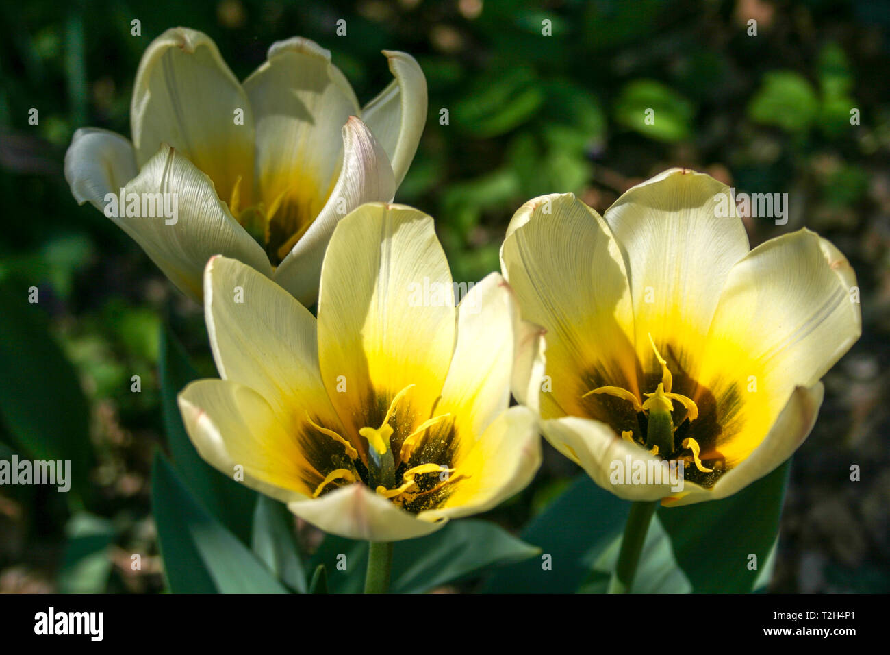 Beautiful white and yellow tulips with green leaves, blurred background in tulips field or in the garden on spring Stock Photo