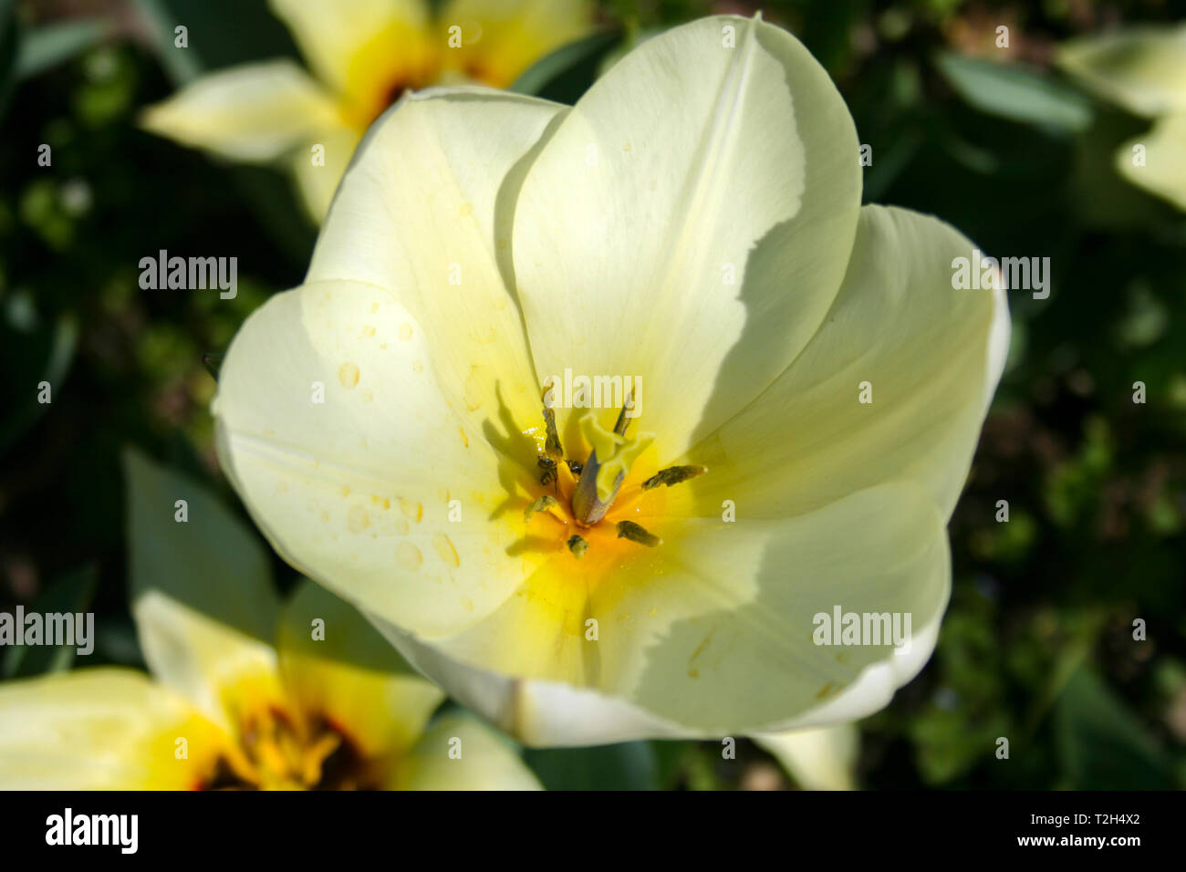 Beautiful white tulips with green leaves, blurred background in tulips field or in the garden on spring Stock Photo