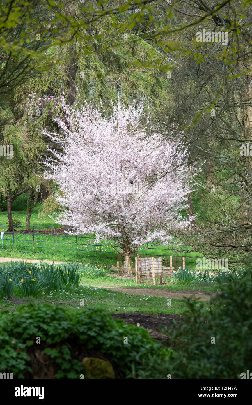 Prunus Incisa Fujimae. Japanese cherry tree in blossom in Batsford Arboretum, Morton in Marsh, Cotswolds, Gloucestershire, UK Stock Photo