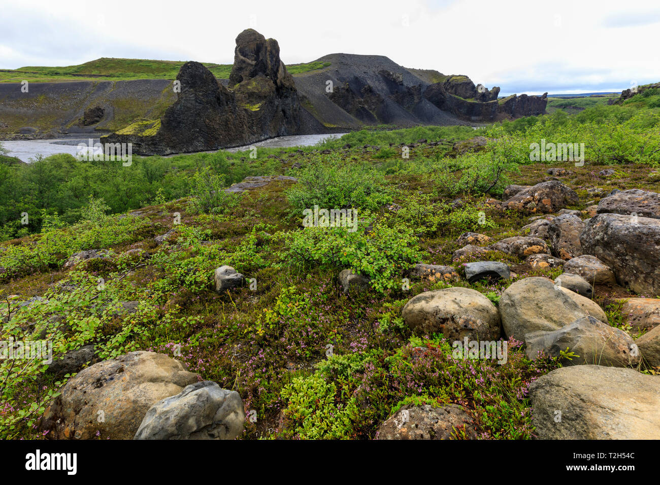 Field by basalt rock formations in Vatnajokull National Park, Iceland, Europe Stock Photo