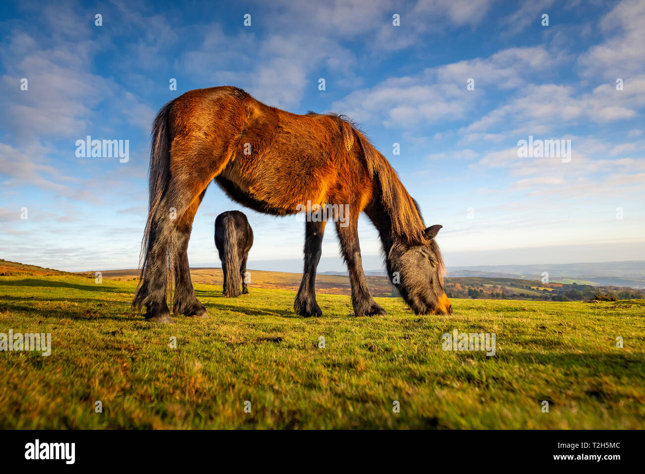 Ponies grazing in Dartmoor National Park, England, Europe Stock Photo
