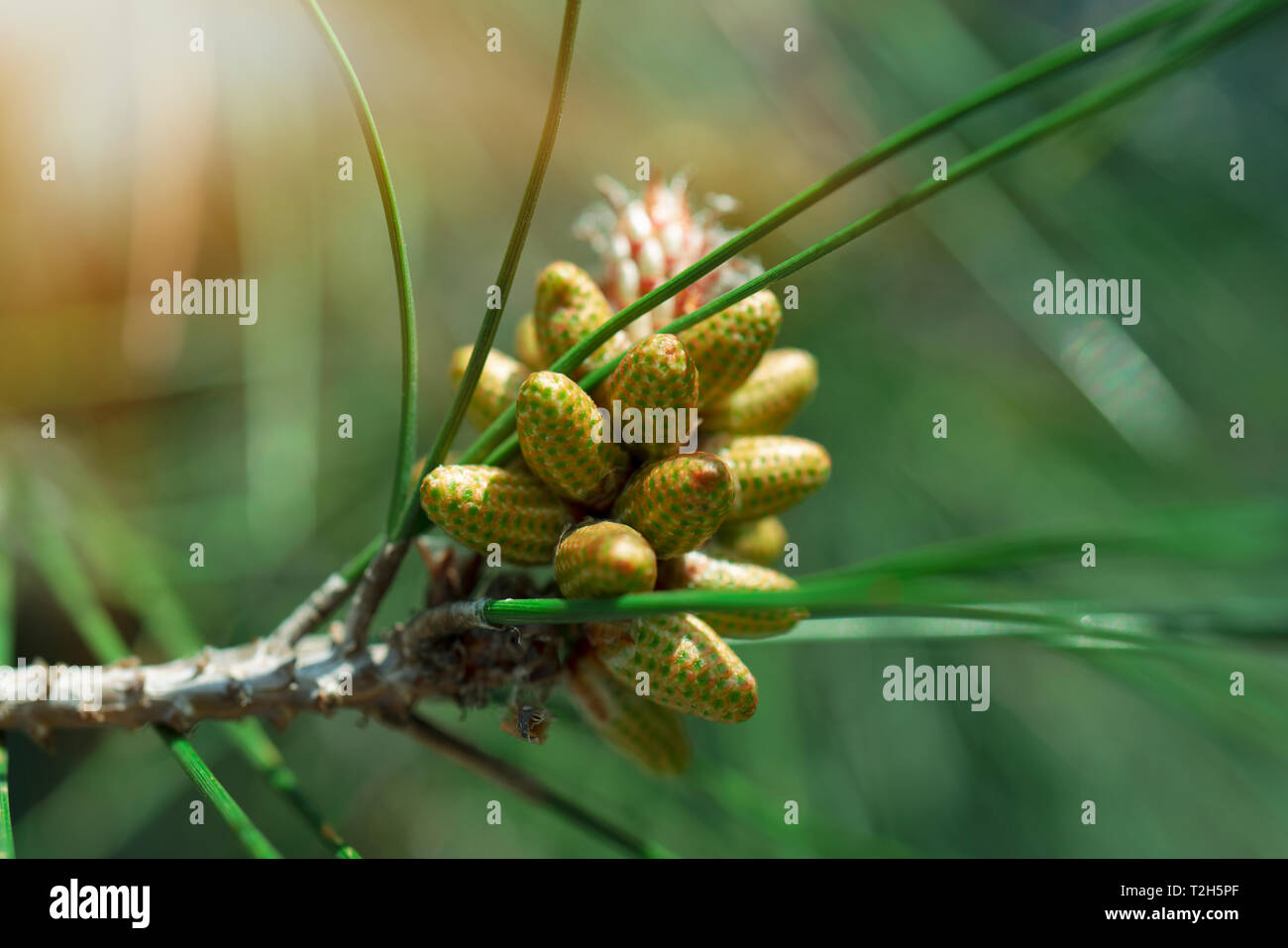 Branch of pine tree with green cone Stock Photo