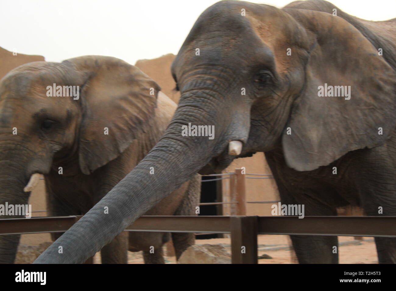 Zoo animals with food hi-res stock photography and images - Alamy